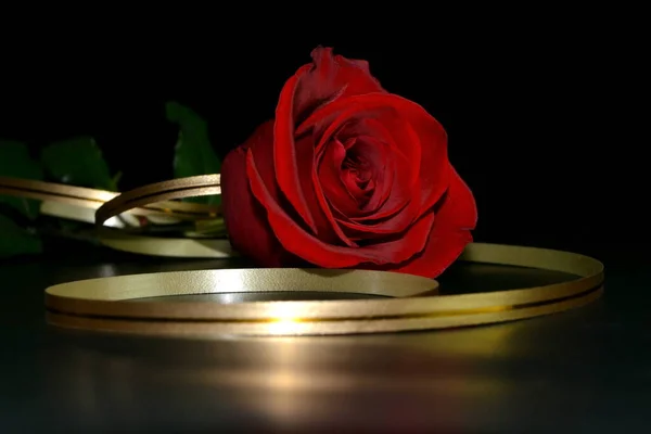 Studiově Červená Růže Zlatou Stuhou Černém Pozadí Rozumím Vesmíre Valentýn — Stock fotografie