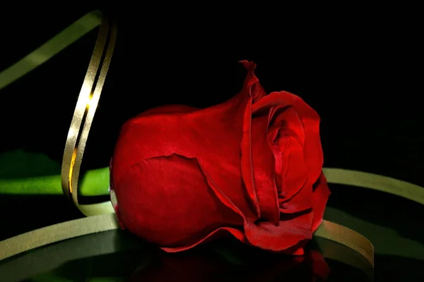 演播室的红玫瑰带着金黄色的背带 复制空间 情人节的背景 — 图库照片