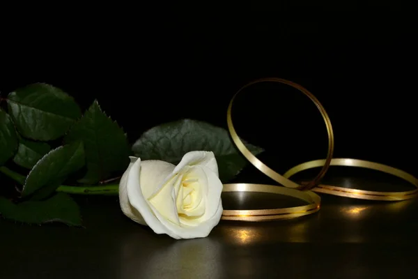 黑色背景上的白玫瑰和金色缎带 — 图库照片