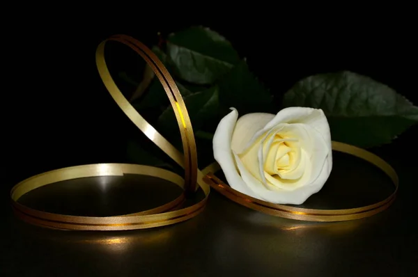 Bílá Růže Zlatá Stuha Černém Pozadí — Stock fotografie