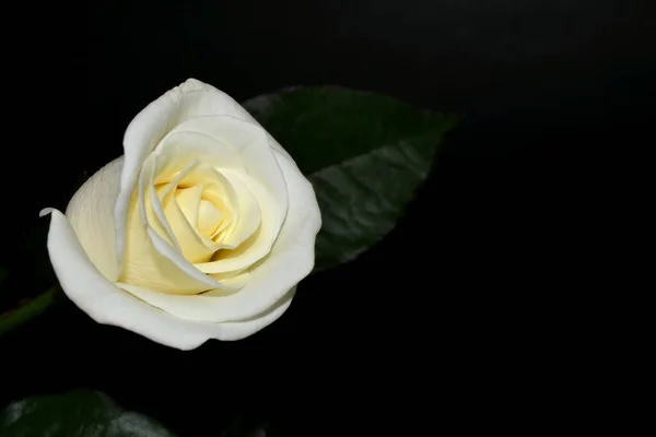 Bílá Růže Černém Pozadí Mezera Pro Text — Stock fotografie