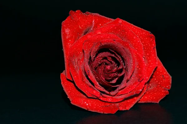 Macro Van Rode Roos Bloeien Met Water Druppels Tegen Zwarte — Stockfoto
