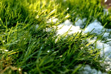 Baharın kıştan sonraki kavramsal fotoğrafı. Karda büyüyen yeşil çimenler