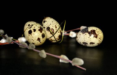 Paskalya bıldırcın yumurtaları ve siyah arka planda altın kurdeleli söğüt dalları.