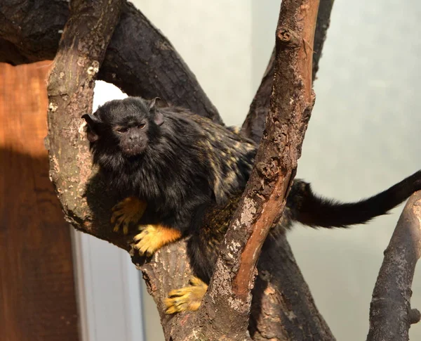 Black Monkey Sitting Tree Branch Zoo — Stock Photo, Image