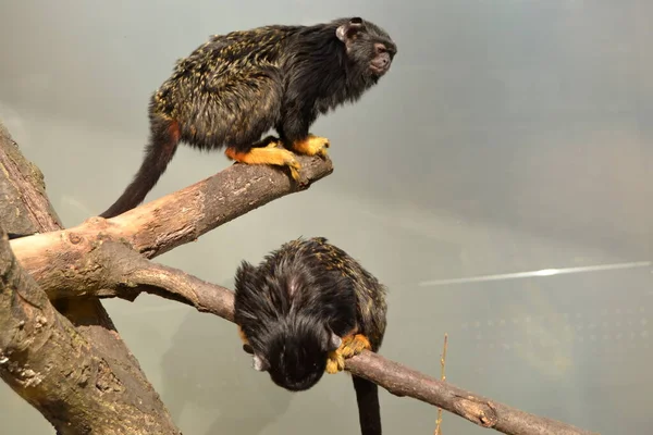 Dois Macacos Negros Sentados Ramo Árvore Zoológico — Fotografia de Stock