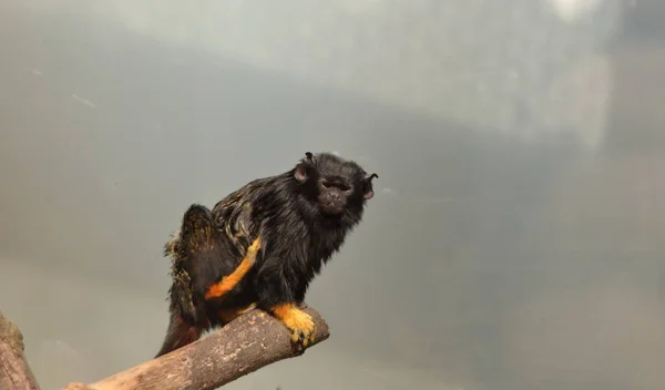 Black Monkey Sitting Tree Branch Zoo — Stock Photo, Image