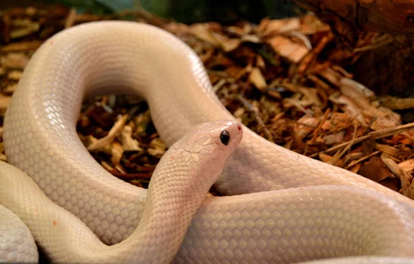 Gros Plan Serpent Blanc Dans Terrarium — Photo