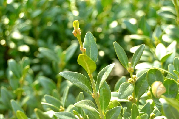 背景としての緑の植物の風景 生態学 新鮮な壁紙の概念として使用して庭の背景にぼやけた緑の背景に緑の葉のクローズアップ自然ビュー — ストック写真