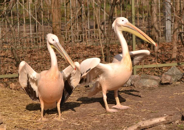 Portrait Deux Pélicans Roses Bec Jaune Zoo — Photo