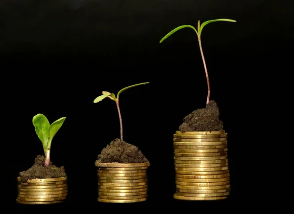 Business investment growth concept. tree piles of coins with small trees on black background