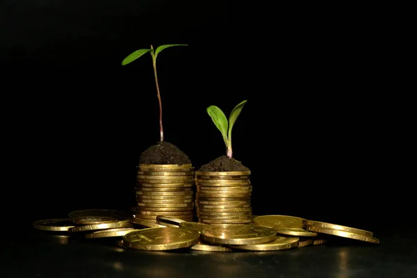 Business investment growth concept. tree piles of coins with small trees. Black background. Space for your text