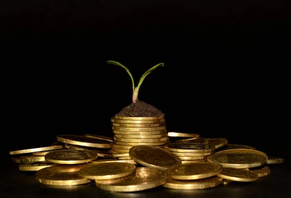 business investment growth concept. pile of coins with small trees. Black background. Space for text