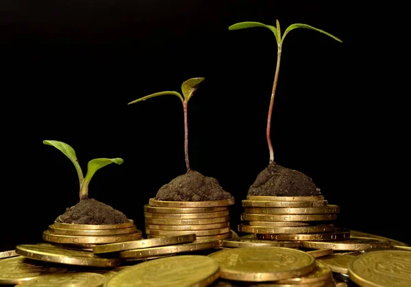 Business investment growth concept. tree piles of coins with small trees.