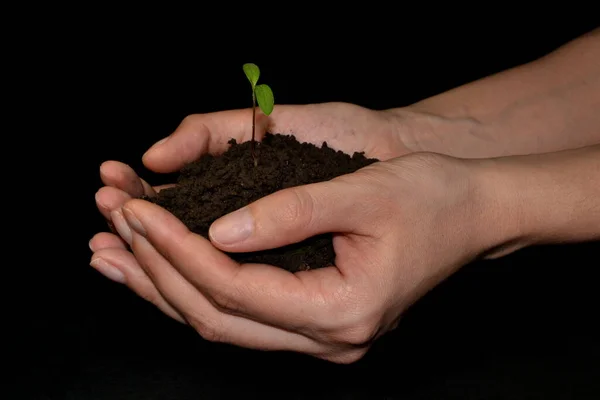 hand holding small tree for planting. concept of green world earth day. Black background