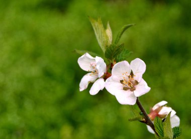 Doğanın arka planında çiçek ağacı. Çiçekler. Arkaplan.