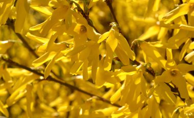 Taze sarı çiçek arka planı. güzel doğa konsepti