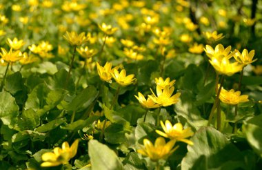 Yumuşak odaklı sarı çiçekler bir çayıra yakın