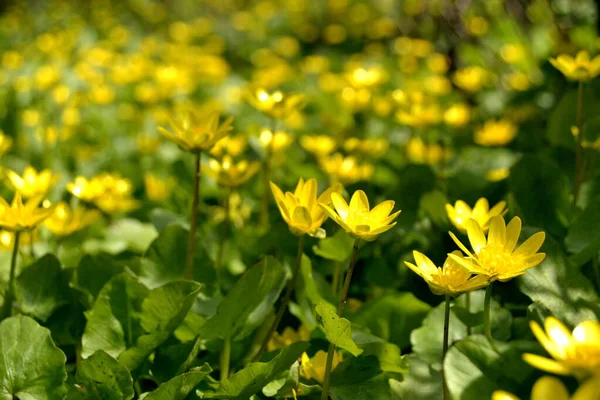 Enfoque Suave Flores Amarillas Prado Cerca —  Fotos de Stock
