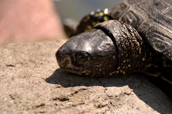 Närbild Porträtt Nyfiken Sköldpadda — Stockfoto