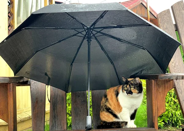 Chat Assis Sous Parapluie Dans Journée Pluvieuse — Photo