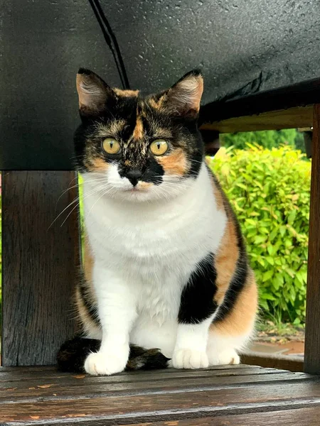 Chat Assis Sous Parapluie Dans Journée Pluvieuse — Photo