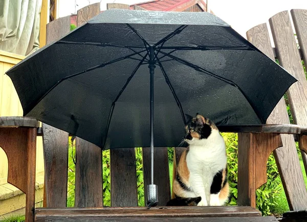 Die Katze Sitzt Unter Einem Regenschirm Einem Regnerischen Tag Stockfoto