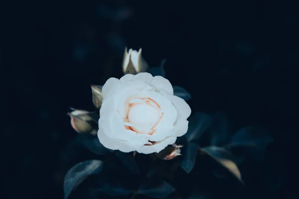 Een Mooie Roos Van Crème Kleuren Witte Roos Een Donkere — Stockfoto