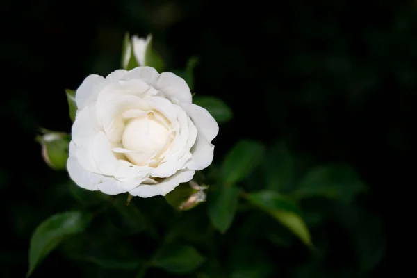 Jediný Květ Bílé Růže Izolovaný Černém Pozadí Horní Pohled Mezera — Stock fotografie