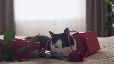 Sevimli siyah beyaz kedi bir hediye kutusu ve kırmızı bir gülün yanında oturuyor. Samimi ve romantik sahne aşkı, şefkati, sevgililer gününü ya da özel bir kutlamayı simgeliyor. Evcil hayvan, sevgi, sürpriz ve evcil rahatlık kavramları için mükemmel..