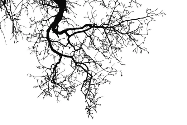 Silhouette Branches Chêne Naturel Sur Fond Blanc — Image vectorielle