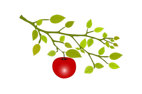 Červené Jablko Větvi Stromu — Stockový vektor