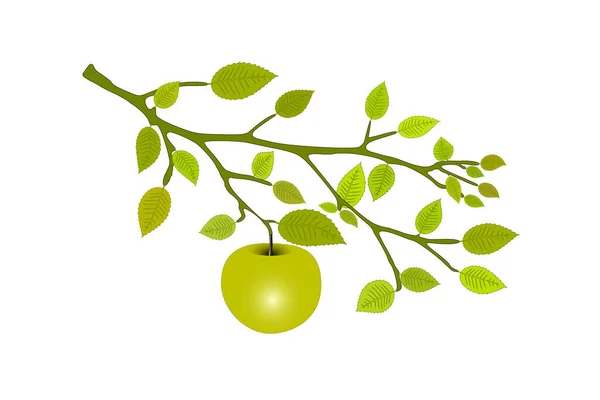 Ağaç Dalında Yeşil Elma — Stok Vektör