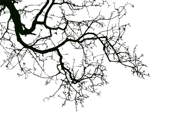 白地に天然のオークの木の枝シルエット — ストックベクタ