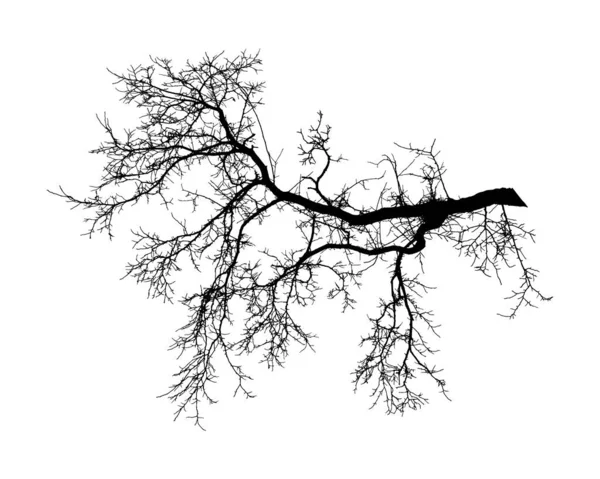 白い背景に自然な木の枝のシルエット アカシアの自然な枝のベクトル画像 ベクトル図 — ストックベクタ