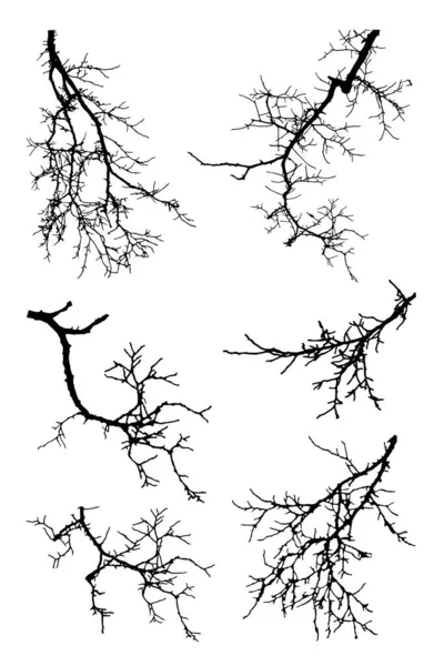 Φυσικό Δέντρο Κλαδιά Σιλουέτα Λευκό Φόντο Διάνυσμα Εικόνα Του Φυσικού — Διανυσματικό Αρχείο