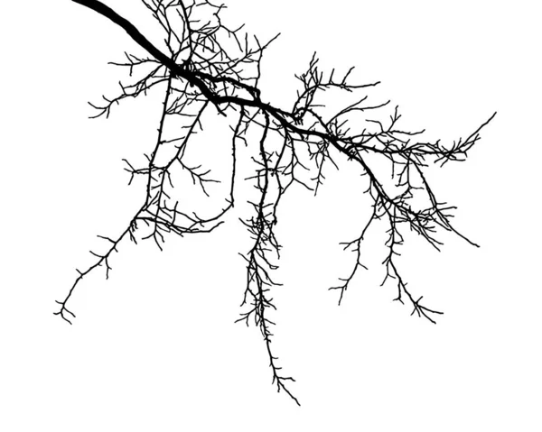 白い背景に自然な木の枝のシルエット アカシアの自然な枝のベクトル画像 ベクトル図 — ストックベクタ