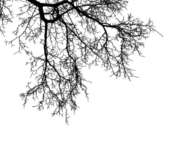 Silueta Ramas Árbol Natural Sobre Fondo Blanco Imagen Vectorial Rama — Archivo Imágenes Vectoriales