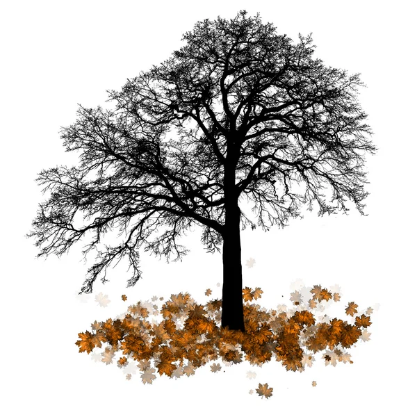 Acero, autunno caduta foglia — Foto Stock