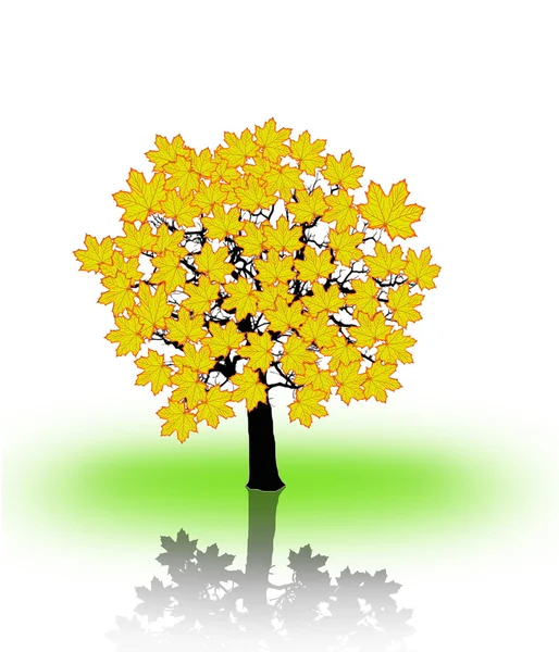 Drzewo klon z oddziałów z jesieni pozostawia. — Zdjęcie stockowe