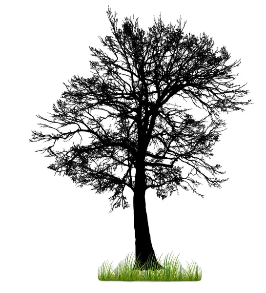 Silhouette of a tree with grass isolated on white background — Stock Photo, Image