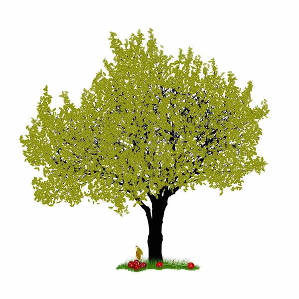 Wiśniowe drzewo na białym tle — Zdjęcie stockowe