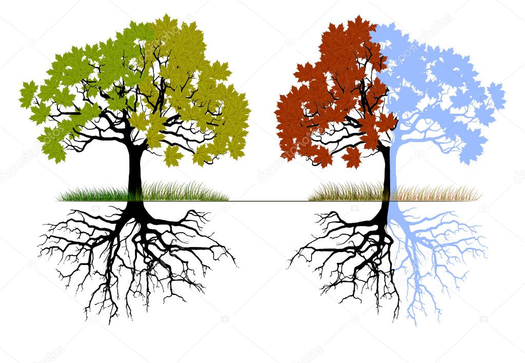 A tree in four different seasons (spring, summer, winter and fall)