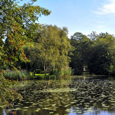 Şehir Parkı içinde lilyum ile göl