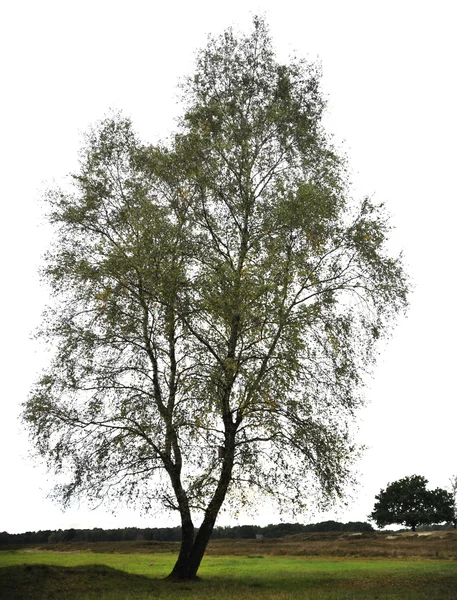 Silueta de árbol aislada sobre fondo blanco — Foto de Stock