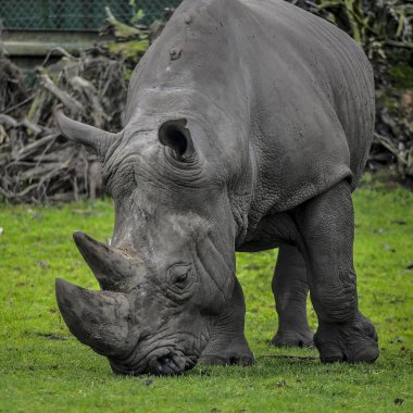 Rhino Başkanı yakın çekim.