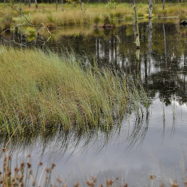 Bataklığı'nın görünümü. Pietzmoor.Schneverdingen.