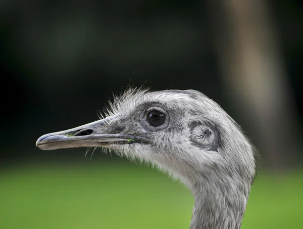 Ostrich head close-up. — Stock Photo, Image