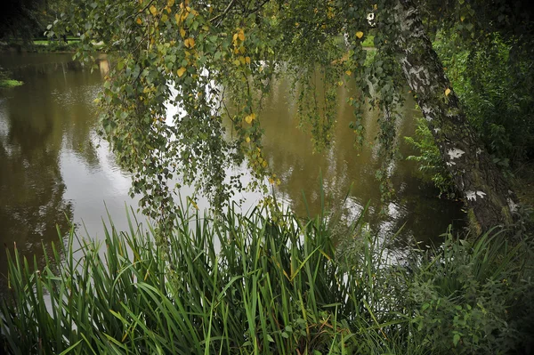 호수 가까이에서 자작나무. — 스톡 사진