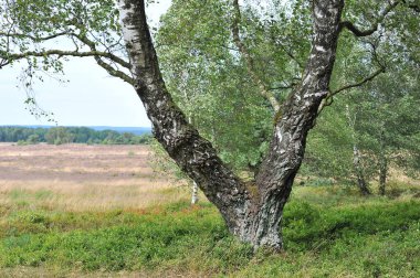 Eski bir huş ağacı Lneburg fundalığının arka planına karşı.